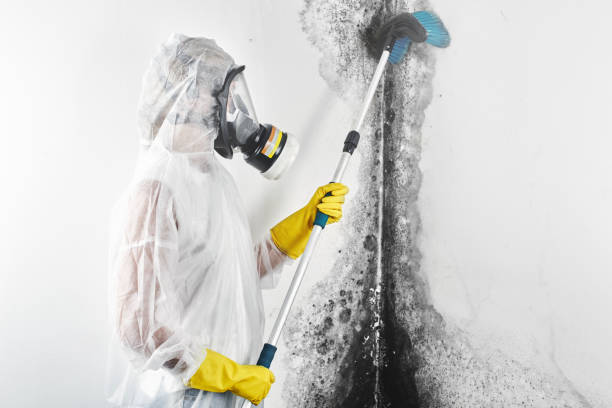 Best Asbestos and Lead Testing During Mold Inspection  in New Johnsonville, TN